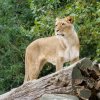 berlinzoo18